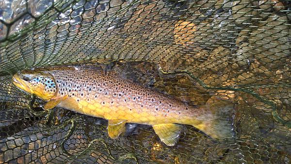 Brown Trout caught on the Nith