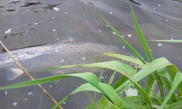 Salmon in the River Urr
